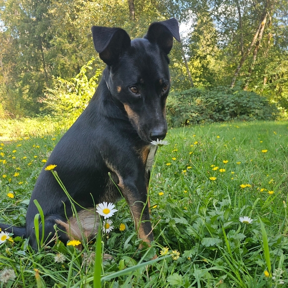 Meet your Posher, Lisa - Picture 3 of 3